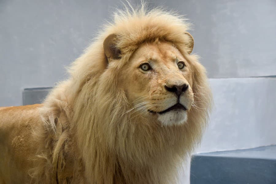 лев